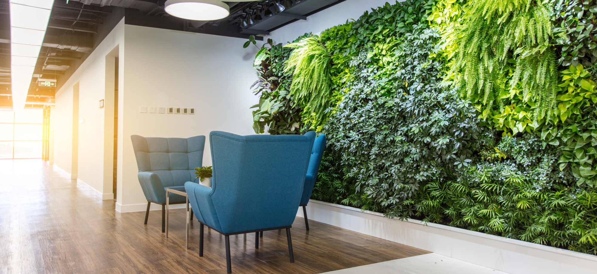 Exploring the Benefits of Biophilic Office Design