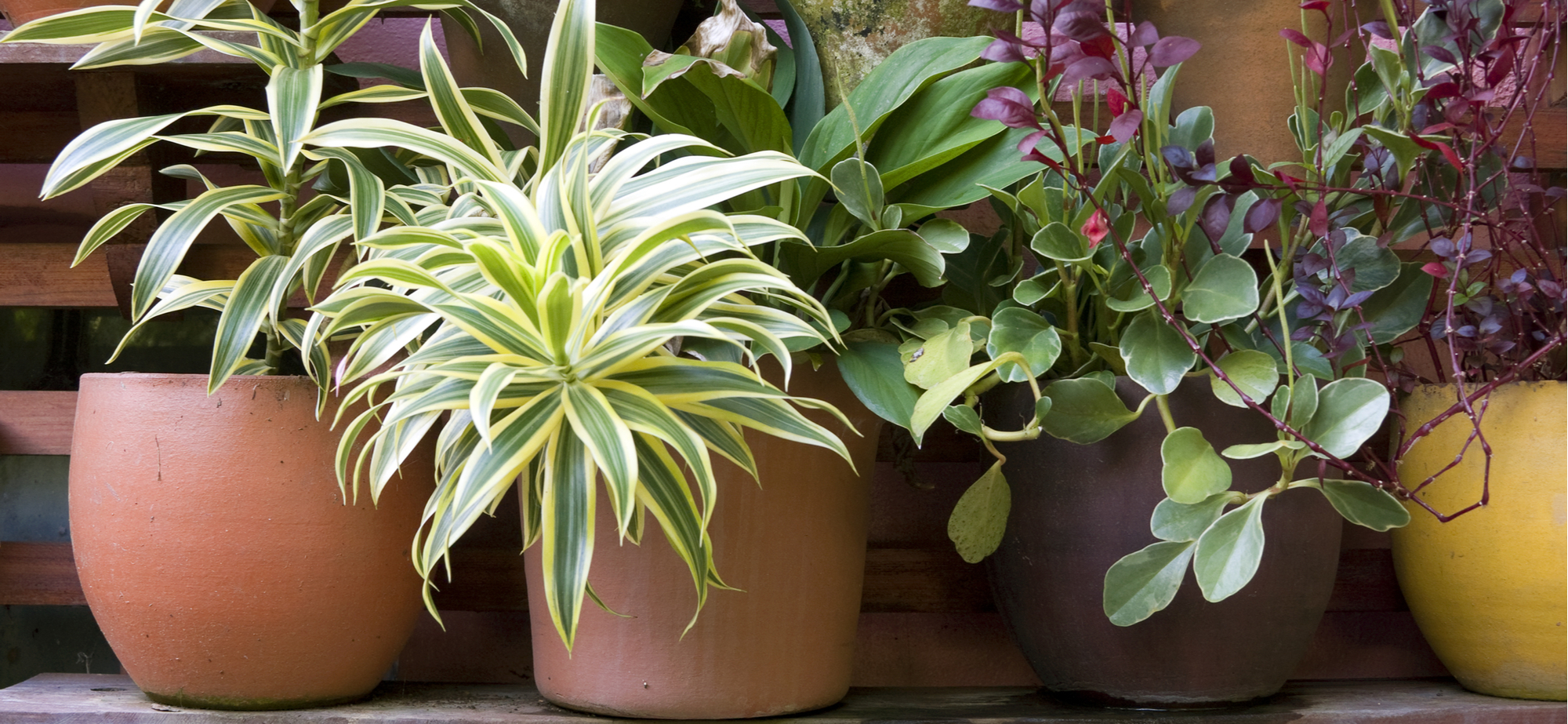 Try Landscaping with Potted Plants This Year
